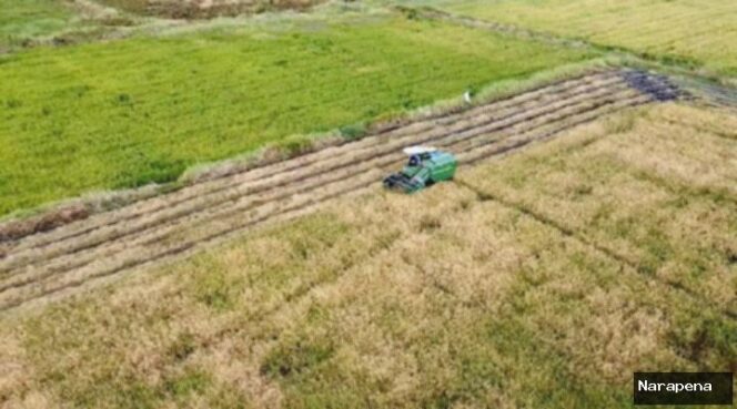 
					Cetak Sawah Merauke Dimulai: Wanam Jadi Lumbung Pangan Baru?