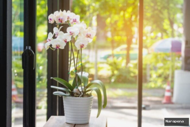 
					Ini Tempat Terbaik Meletakkan Anggrek di Rumah Menurut Feng Shui
