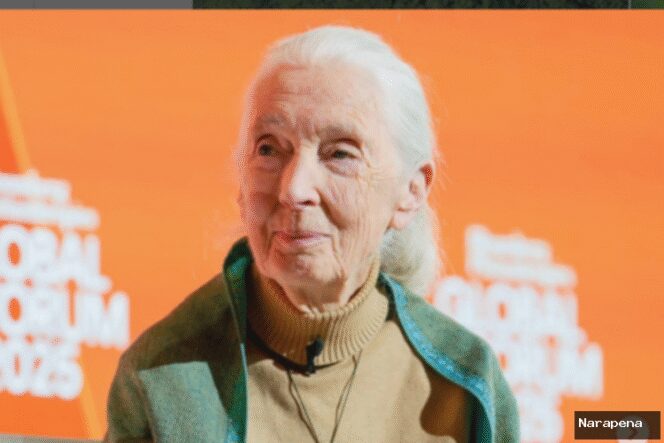
					Profil Jane Goodall, Aktivis dan Pakar Simpanse yang Meninggal di Usia 91 Tahun