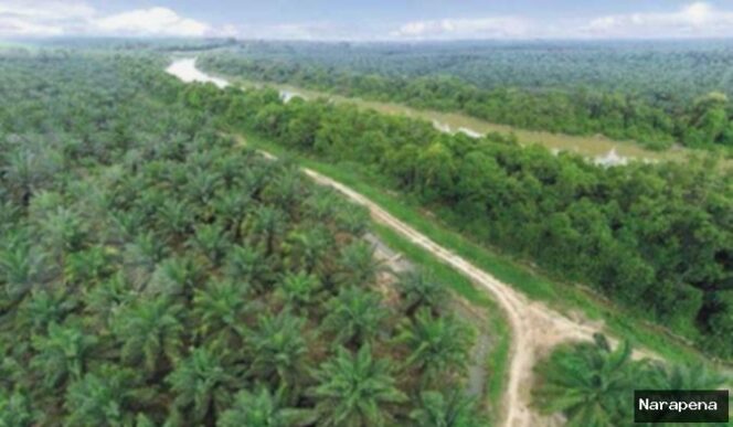 
					Emiten CPO Grup Salim Beri Penjelasan Soal Lahan Sawitnya di Kawasan Hutan